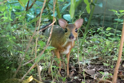 ベトナムマメジカ