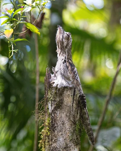 Common Potoo