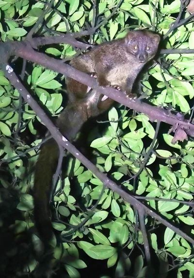 キノボリジャコウネコ