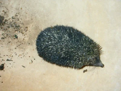 ブラントハリネズミ