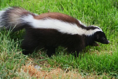Conepatus humboldtii