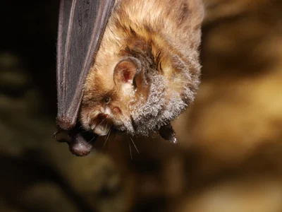 Aselliscus dongbacanus