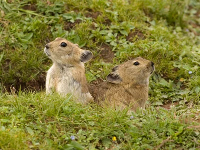 クチグロナキウサギ