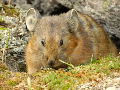 Ochotona (Pika) alpina