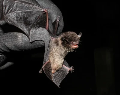 Eptesicus (Eptesicus) diminutus