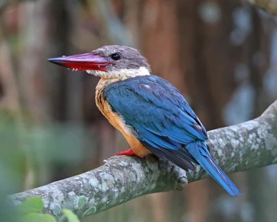 コウハシショウビン