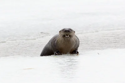 カナダカワウソ