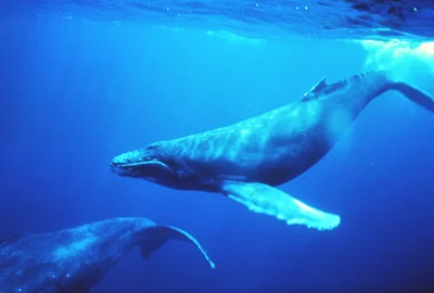 ザトウクジラ