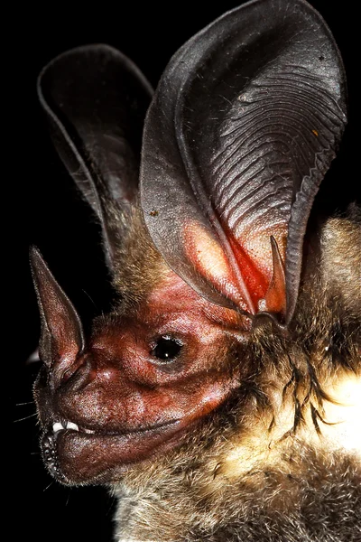 Lophostoma silvicola
