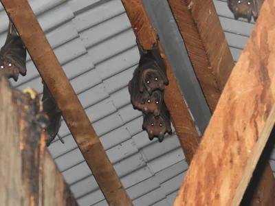 Myonycteris angolensis