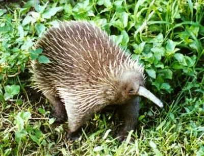 ミユビハリモグラ