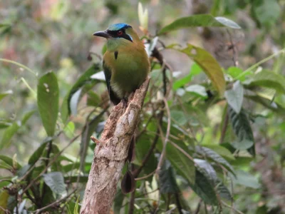 Blue-capped Motmot
