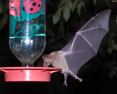 メキシコハナナガヘラコウモリ