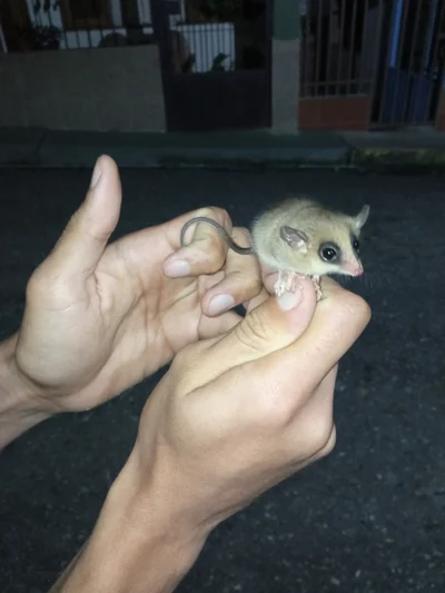 ナミマウスオポッサム