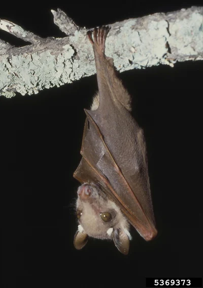 ワールベルクケンショウコウモリ