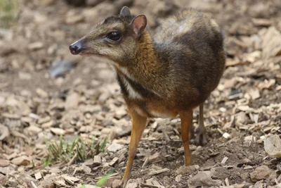 Tragulus javanicus