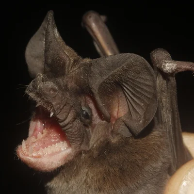 オブトオヒキコウモリ