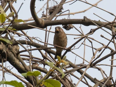 Thick-billed Seedeater