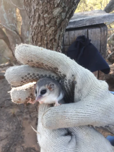 シロハラオブトマウスオポッサム