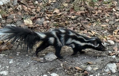 Spilogale interrupta