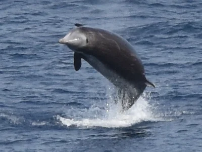 アカボウクジラ