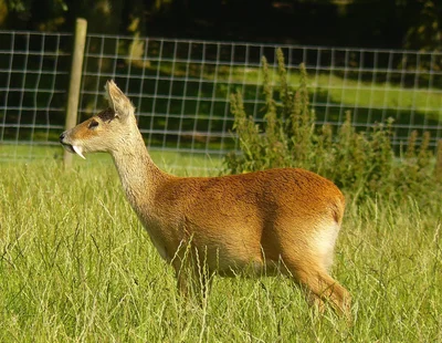 キバノロ