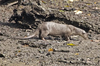 Lutrogale perspicillata