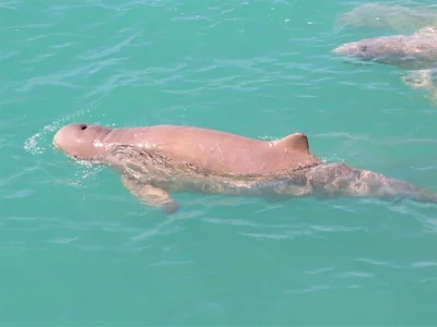 Australian snubfin dolphin