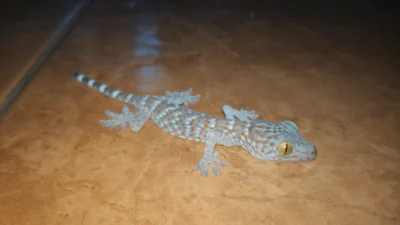 トッケイヤモリ