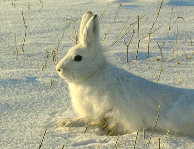ユキウサギ
