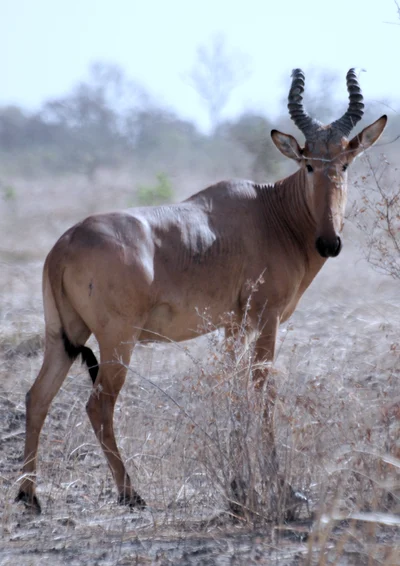 Alcelaphus major