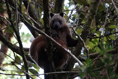 ドリアキノボリカンガルー