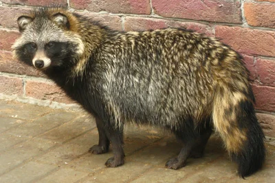 タヌキ