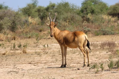 Alcelaphus lelwel