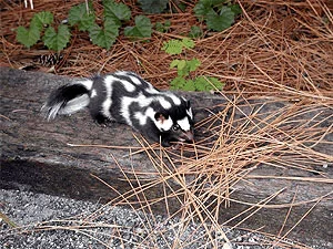 トウブマダラスカンク