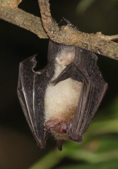 Murina cyclotis