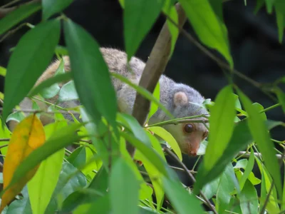 Spilocuscus nudicaudatus