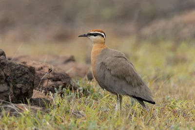 Indian Courser