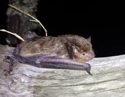 Eptesicus furinalis
