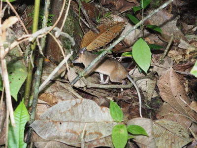 Metachirus myosuros