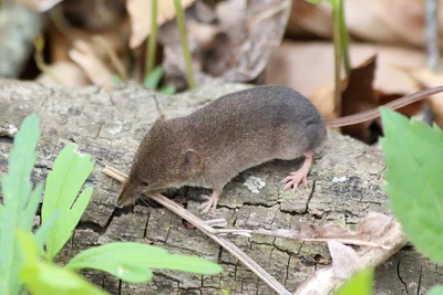 マスクトガリネズミ