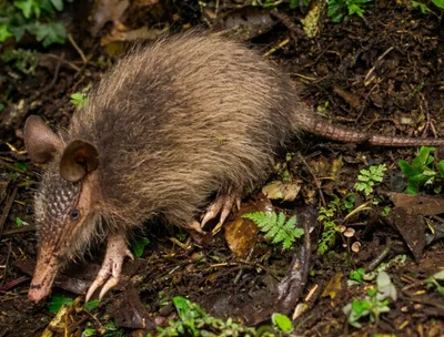 Dasypus pilosus