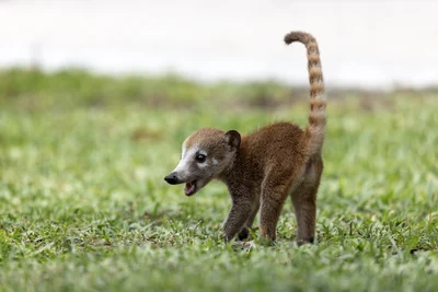 シロハナハナグマ