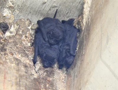 Molossus nigricans