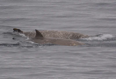 Southern Bottlenose Whale