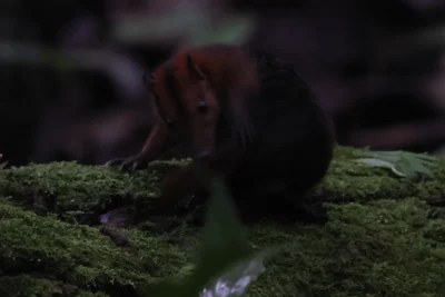 ミスジフクロマウス