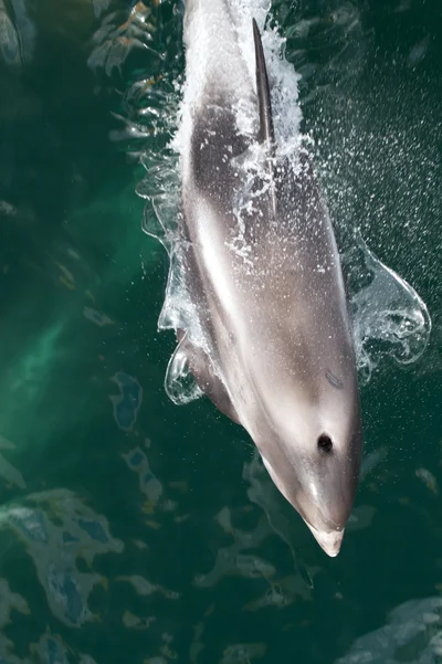 White-beaked Dolphin