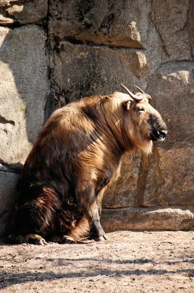 Budorcas tibetana