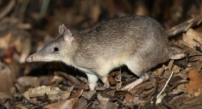 ハナナガバンディクート