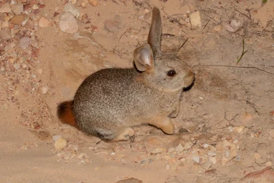 Pronolagus saundersiae